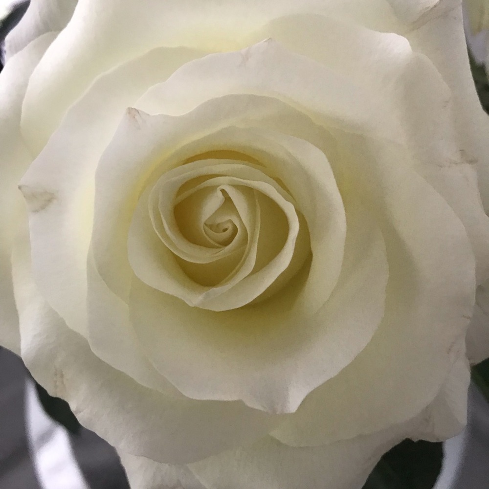 Meet your Posher, Elisa